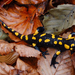 Salamander