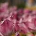 Városi tulipánok 2