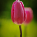 tulip (1)