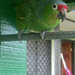 házi papagáj (CR)