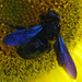 Kék fadongó (Xylocopa violacea L) 13
