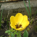 Sárga tulip