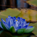Tavikék / Blue-Water-lily