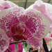 Pöttyös orchidea
