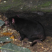 Tasmanian devil2