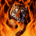 bengal-tiger-jumping-flames