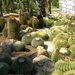 rengeteg kaktusz