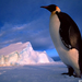 Cs�sz�rpingvin-Weddell-tenger-Antarktisz
