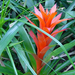 guzmania cherry