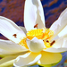 water lily  (5)