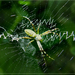darázs-pók-háló