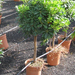 PITTOSPORUM TOBIRA NANUM 1-4T C5L