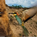 bee-eater-hungary-1188993-sw (Medium)