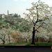 cherry-blossoms-italy-418887-sw (Medium)