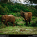 forest-elephant-pair-684684-sw (Medium)