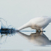 great-white-egret-070509-sw (Medium)