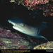 blacktip-reef-shark (Medium)