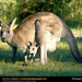 gray-kangaroo (Medium)