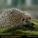 hedgehog (Medium)