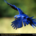 hyacinth-macaw (Medium)