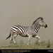 zebra-in-mist (Medium)