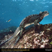 marine-iguana-underwater (Medium)