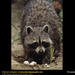 raccoon-eating (Medium)