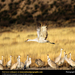 sandhill-crane (Medium)