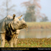 indian-rhino (Medium)