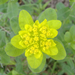 színeváltó kutyatej virágzata (cyathium)