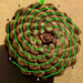 pinecone3green