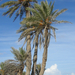 Djerba (32)