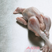 no aids,csirke,00801