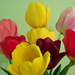 tulipánok21-1