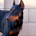 Dobermann