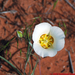 Desert-Flower,-Western-Colorado