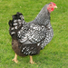 wyandotte-hen-web