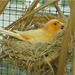 kanari im nest