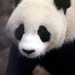 china-panda-279509-ga