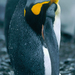 king-penguin-profile-526263-ga