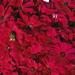 cineraria-flower-199028-ga