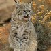 bobcat