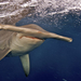 hammerhead-shark-bahamas-1049207-ga