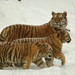 siberian-tigers-snow