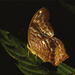 butterfly-balancing-leaf-690560-ga