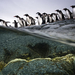 gentoo-penguin-colony-1045595-ga