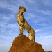 cheetah-survey-642993-ga