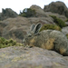 viscacha-atacama-desert-738697-ga