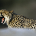 yawning-cheetah-okavango-delta-642897-ga