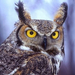 normal Eagle Owl